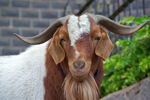 close up of an unfriendly big horned goat 
