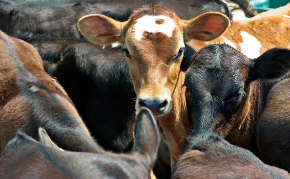 calves are all crammed together in a feed lot