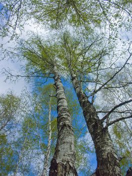 The image of branches of a birch on a background of the sky