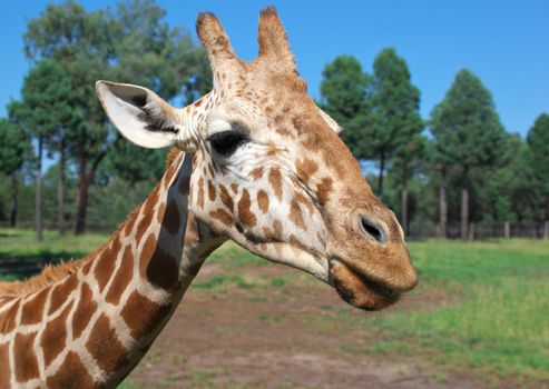 close up of a giraffe at eye level