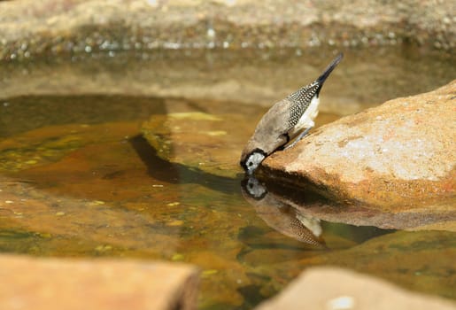 rare and endangered finch gets a drink from the pond