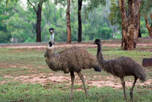 two australian emus walk along through the scrub