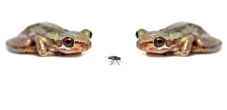 two red eyed bleating tree frogs (litoria dentata) crouch and look at a fly on white background
