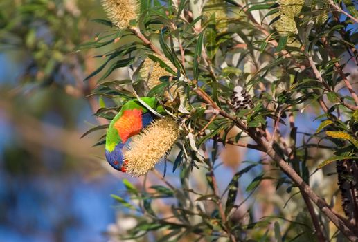 a rainbow lorikeet is eating from a large banksia flower