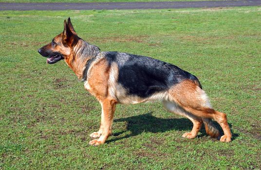 Profile of large German Shepherd dog outside on grass.