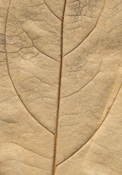  hi-resolution image of tree's leaf structure repeat the image of tree