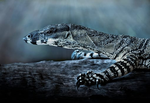 a lace monitor(goanna) walking along a log at night