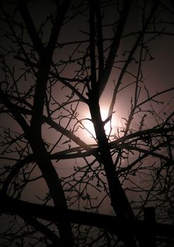 The abstract background representing branches of a tree against light of the moon in a fog