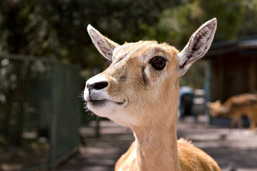 a nice young deer up close and looking into the camera