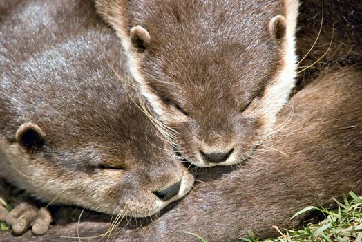 partners - two small clawed otters lay sleeping together