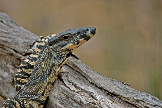 goanna (lace monitor) puts its arm up and rests nonchalantly on a log without a care in the world