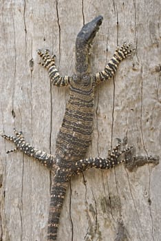 a lace monitor (goanna) stops halfway up a tree