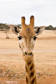 close up image of a nice tall giraffe
