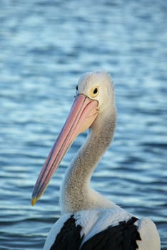 beautiful close up image of pelican in front of blue water