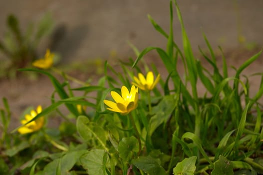 Some beauty yellow flower in early spring.