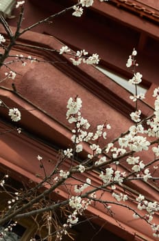 Some white flowers wich flowerings in city in spring. 