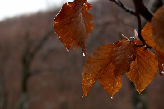 Some old yellow leaves after rain in early spring.