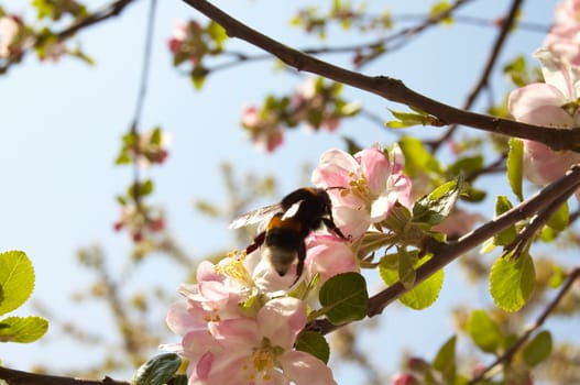 Bumblebee seeting on apple tree flower in early sumer.