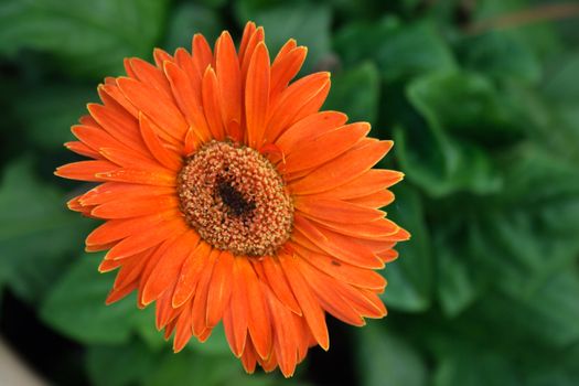 Close-up of a orange daisy.