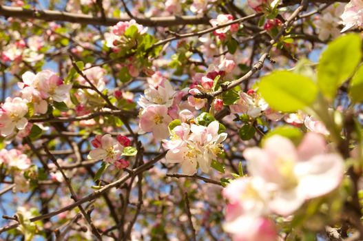 Some flowering apple tree in early summer.