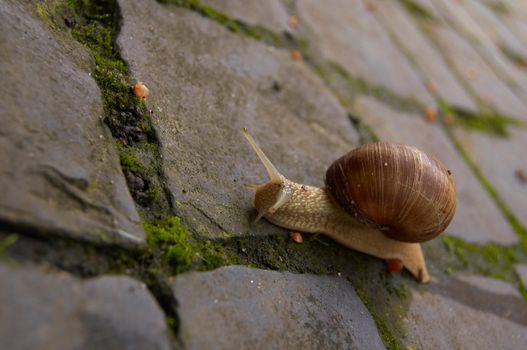 Some traveling snail in early spring.