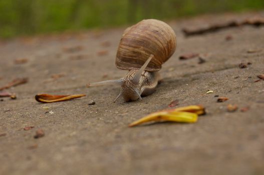 Some traveling snail in early spring.