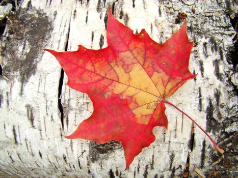 Maple sheet on a bark of a birch