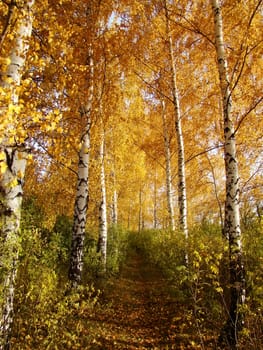 Grove of a birch in Russia autumn leaves  are painted in surprising yellow by color