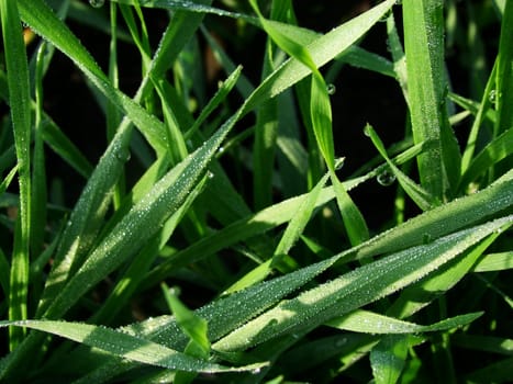 Green grass-plot covered by dew drops