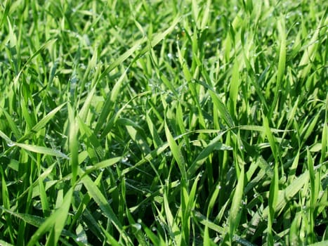 Morning dew on the green grass on lawn