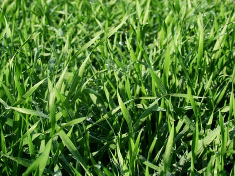 Green grass-plot covered by dew drops