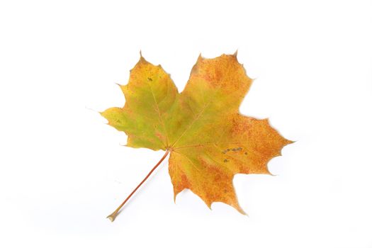 Autumn maple leave isolated on white background for design artworks 