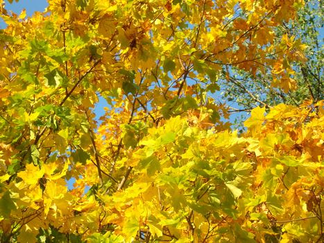 Yellow foliage on a background the sky