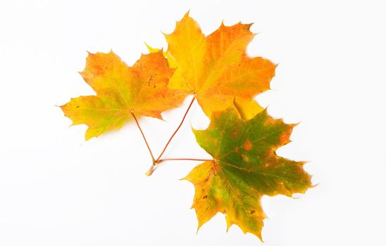 Autumn maple leave isolated on white background for design artworks 