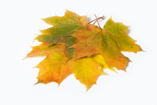 Autumn maple leave isolated on white background for design artworks 