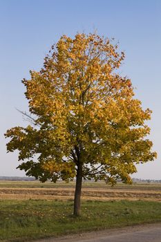 Single autumn tree losing its golden leafs 