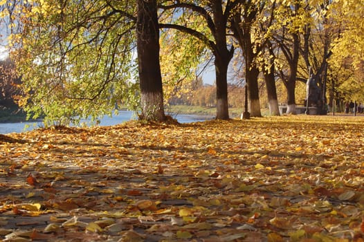 Some yellow leaves in autumn