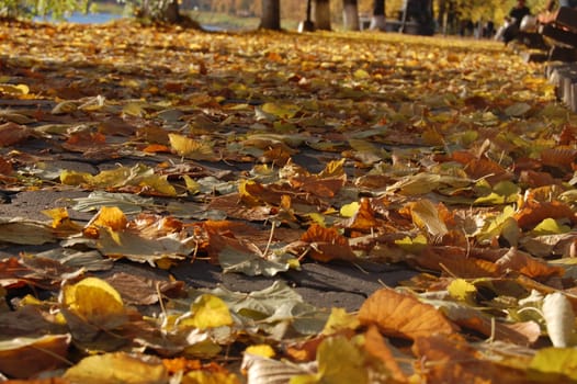 Some yellow leaves in autumn