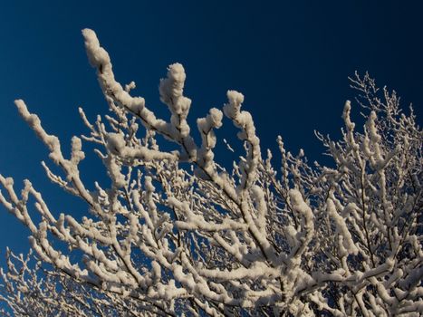 Some snow branches of trees in mountain.