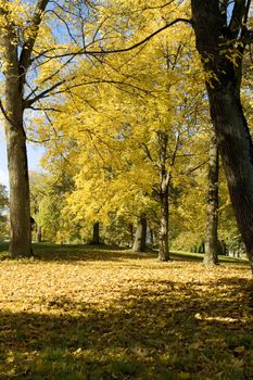Fall colors in Paezeriai park. Lithuania