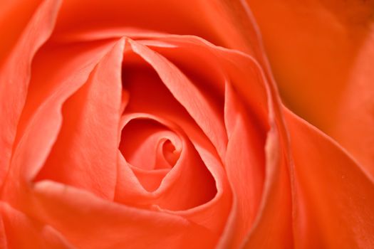 Macro shot of a red/orange rose.