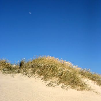 Dune with deep blue sky and the moon