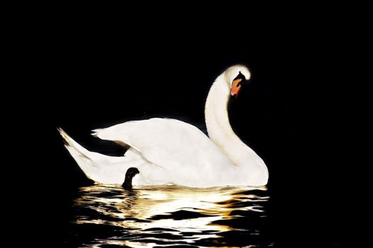 Swan in Black Background