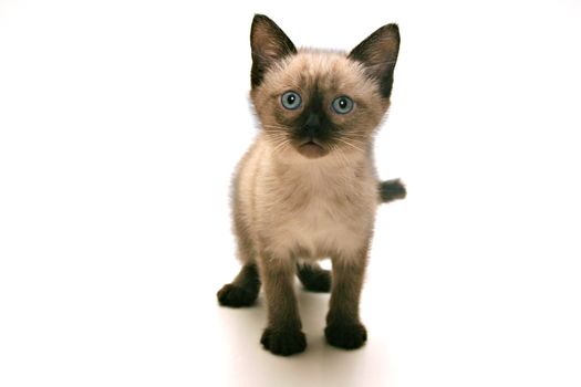 Small kitten on white background.