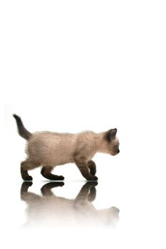Small kitten walking with reflection on white background.