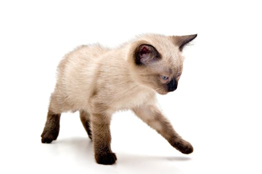 Small kitten looking annoyed, walking on white background.