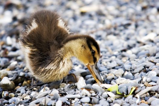 Wet baby duck eating on gravy background