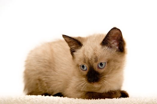 Small kitten, lying down, on white background.