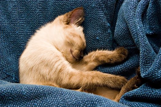 Baby Siamese kitten, sleeping.