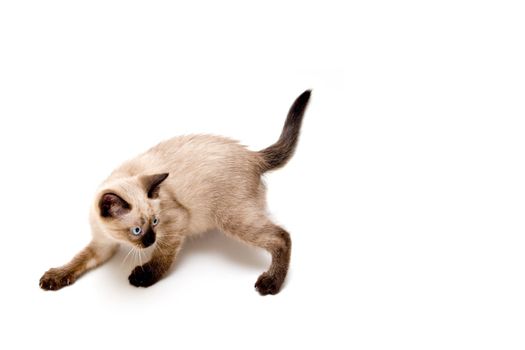 Baby siamese kitten, on a funny pose, playing.